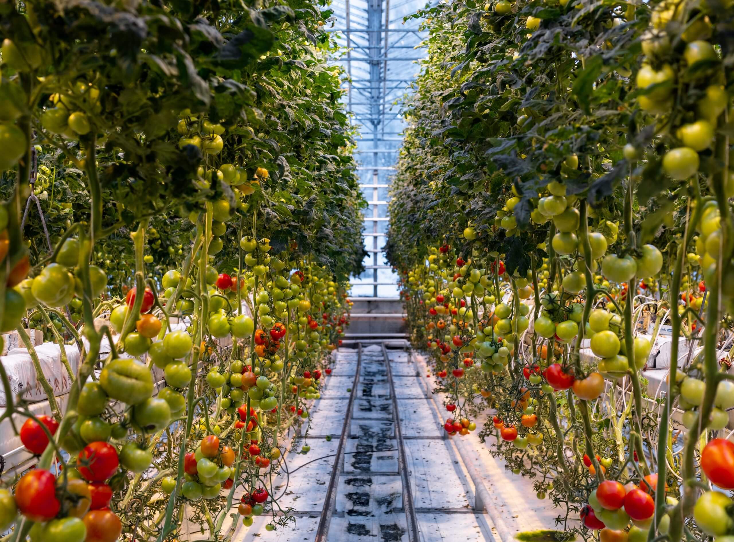 Friðheimar番茄农场