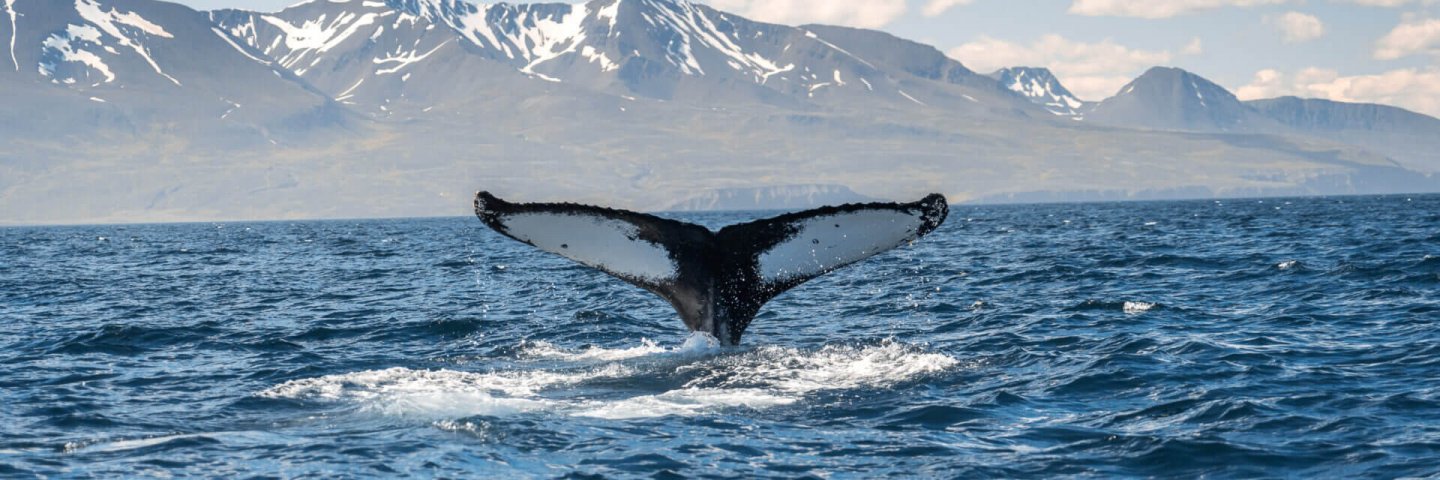 胡沙维克海中的鲸鱼