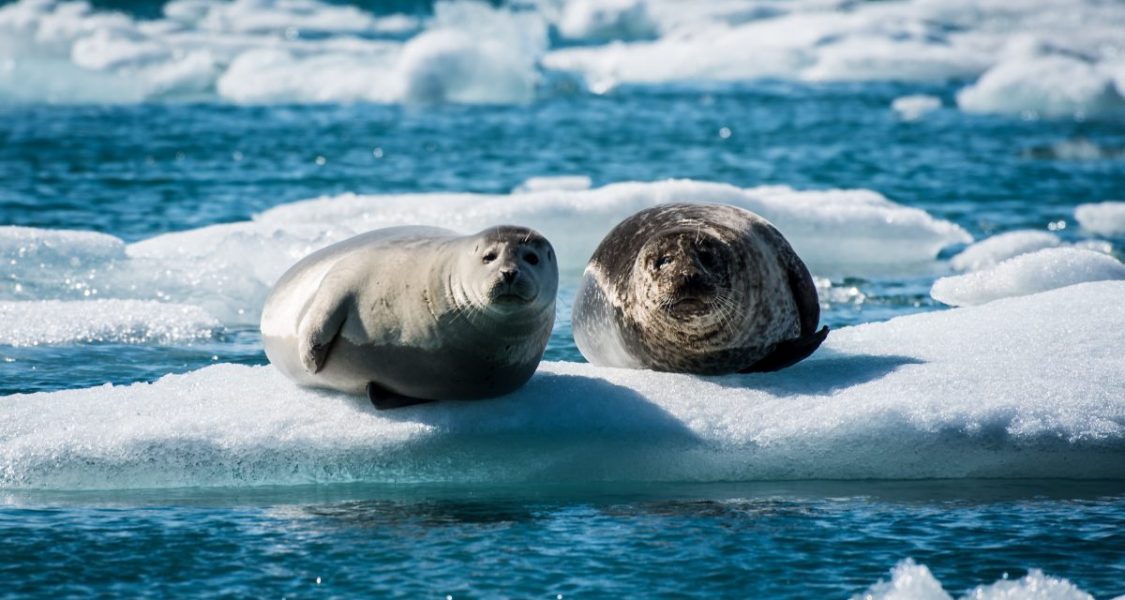 seals sun bathing on a floating ice in jokulsarlon
