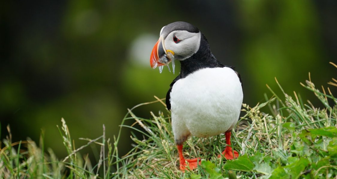 puffin in iceland
